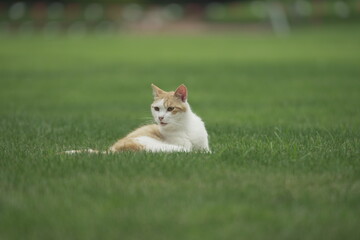 A cute feline cat lying down in the grassfield © Taka