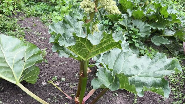 Stem of the culinary rhubarb with inflorescence at overcast morning
