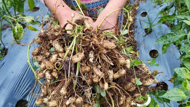 Harvesting fresh peanuts from farm