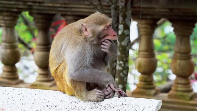 Wild monkey exploring the grounds of Lady Buddha Temple and Linh Ung Pagoda in Da Nang, Vietnam, tropical wildlife at a famous spiritual landmark