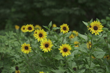 Fototapeta premium Bush with sunflowers growing during the summer time