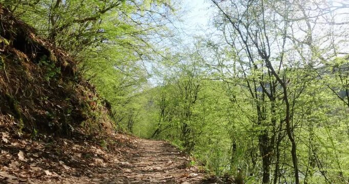 Biker pov race ride cycling in scenic forest trail with natural foliage and sunlight filtering through trees