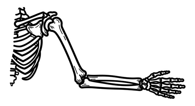 Human skeletal arm anatomy illustration showing bone structure and ribcage connection