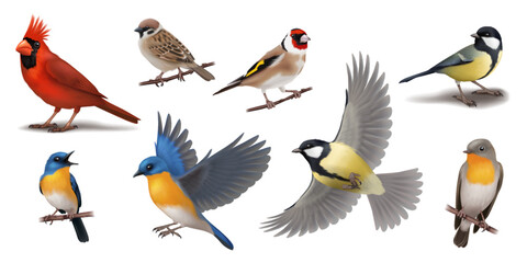 Detailed illustration of colorful birds on branches. Each bird displays unique plumage and character. Great for educational materials and naturethemed designs. © ApoevArt