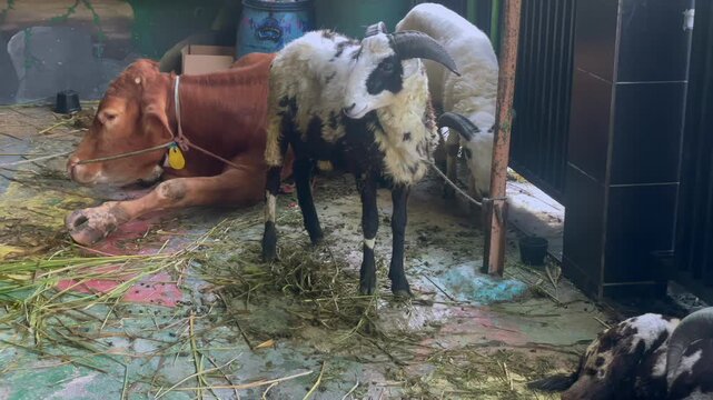 Cattle and sheep in a temporary pen for Eid al-Adha