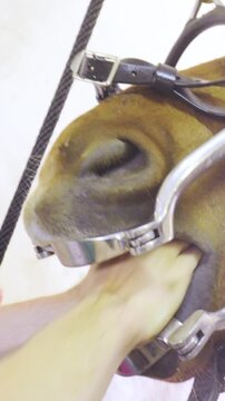 Vetenary person hand inside horse mouth close up