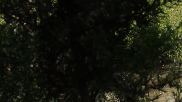 Black dog swimming in pond water under black willow branches