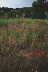 Fototapeta premium field of red poppies