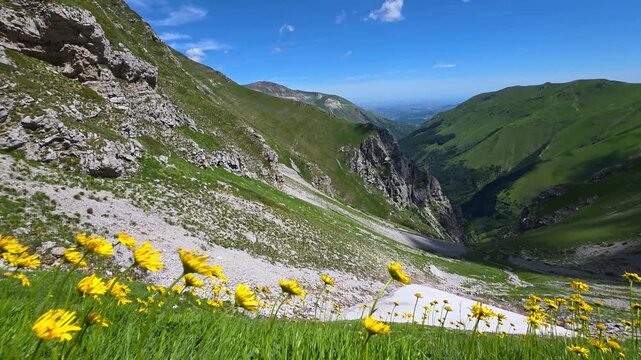 Wild yellow flowers in the Sibillini mountains during spring season, Marche region