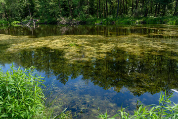 Obraz premium Anna pond in the forest in Puszcza Niepolomicka (Niepolomice Forest) near Kraków city, Poland 