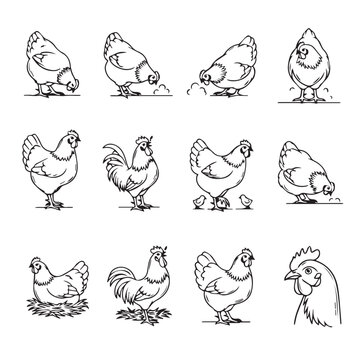 Various chicken and rooster poses in a simple line drawing style with a white background for versatile use