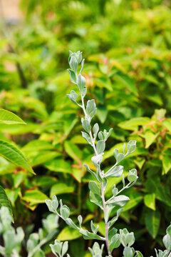 Close-up of a single silver green plant branch growing upwards
