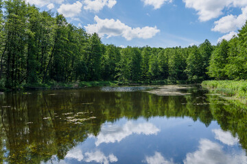 Fototapeta premium Anna Pond (Staw Anny) in the forest in Puszcza Niepolomicka (Niepolomice Forest) near Kraków city, Poland 