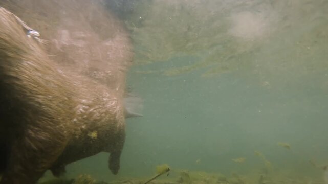 Underwater footage of a Eurasian beaver (Castor fiber) moving through its natural freshwater habitat. Captured in natural light, showing calm behavior and authentic river ecosystem details.