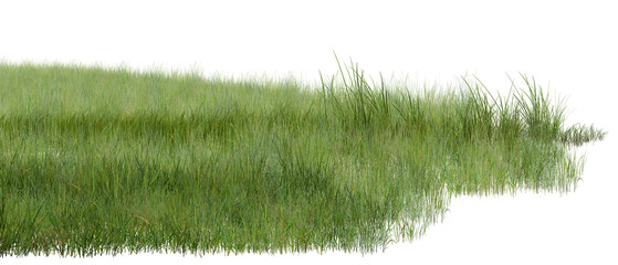 green grass isolated on white background/Ultra-sharp high-resolution lush grassland isolated on a white background. Dense natural green vegetation with realistic texture and fine details © Saharattaphum