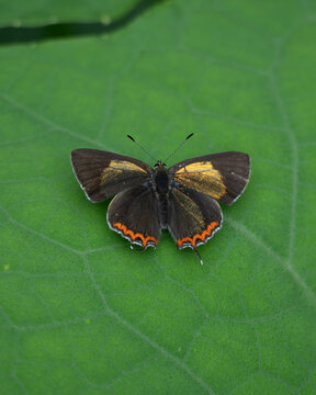 The Purple Sapphire (Heliophorus epicles) is a stunning, small butterfly belonging to the "coppers" subfamily of the Gossamer-winged butterfly family.
