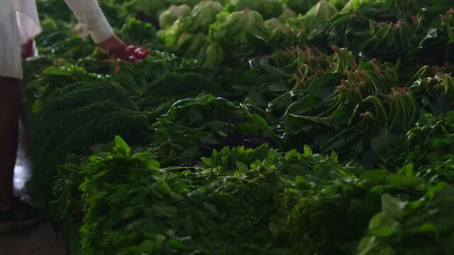 Local market culture authentic street market life with fresh vegetables hand selecting radishes at produce stall organic shopping in bazaar concept