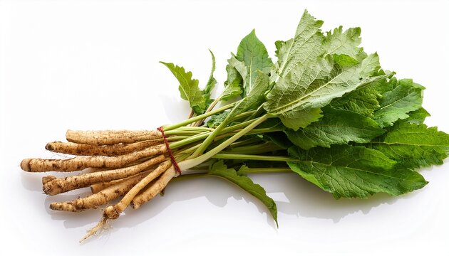 Rumex Crispus Root Yellow Dock With Leaves On White Background