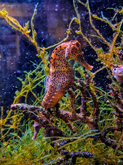 A detailed side view of a speckled long snouted seahorse (Hippocampus guttulatus) holding onto algae underwater. © Irina