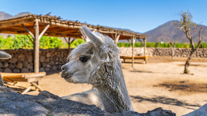 Obraz premium Profile view of a cute white fluffy alpaca on a sunny farm with a wooden shelter and mountains in the background, ideal for travel and animal concepts
