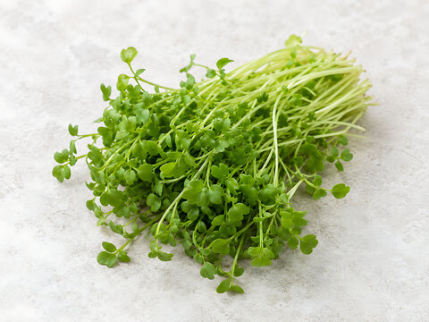 Pepper cress