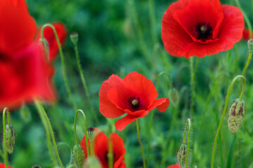 Naklejka premium A cluster of radiant red poppies emerges from lush greenery, highlighted by soft focus and natural outdoor light.