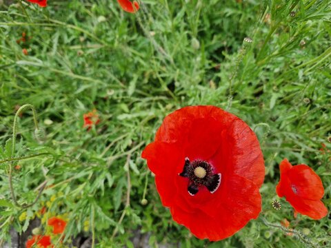 Bl&uuml;hender Klatschmohn
