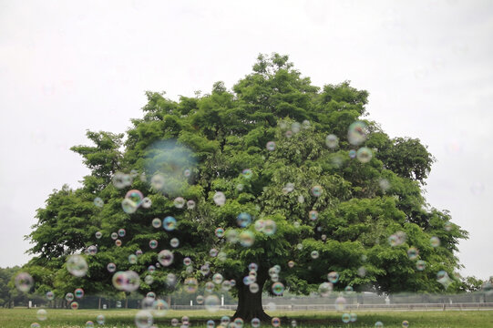 A majestic, lush green tree surrounded by floating soap bubbles in a peaceful park