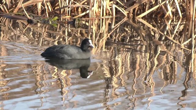 Eurasian coot (Fulica atra) floating and swimming amongst reeds in a wetland, showcasing natural  waterfowl behaviour, bird wildlife stock video footage clip