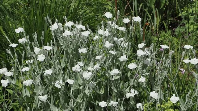 Silene coronaria (Lychnis coronaria) 'Alba' a summer flowering plant with a white summertime flower, gardening stock video footage clip