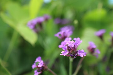 Obraz premium purple flowers in the garden