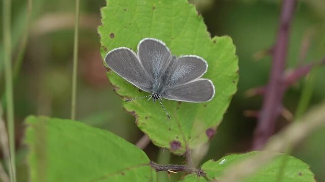 Macro close-up of a Small Blue butterfly (Cupido minimus) resting with open wings on a green bramble leaf, nature and wildlife stock video footage clip