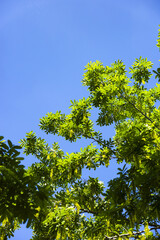 Fototapeta premium Green Tree Canopy Against Blue Sky