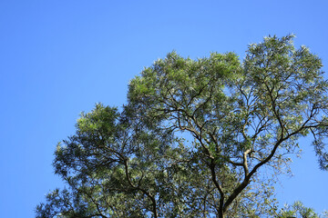 Fototapeta premium Green Tree Canopy Against Clear Blue Sky