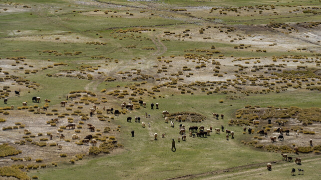 Herd of Llamas and Alpacas Grazing on Andean Highland Pasture