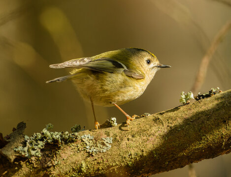goldcrest (Regulus regulus) bird on branch