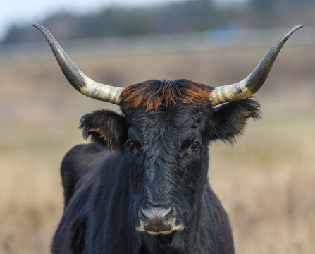 wild tauros, aurochs-like cattle portrait