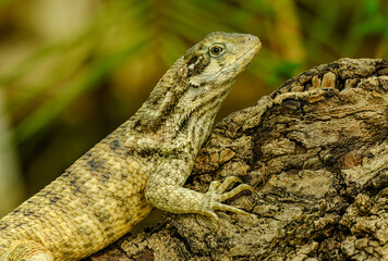 Fototapeta premium northern curly-tailed lizard, or saw-scaled curlytail (Leiocephalus carinatus)