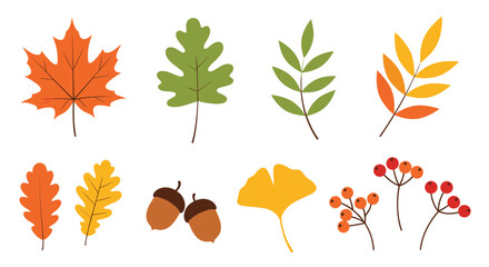 Fototapeta premium Collection of various autumn leaves such as maple and oak along with acorns and red berries representing the fall season.