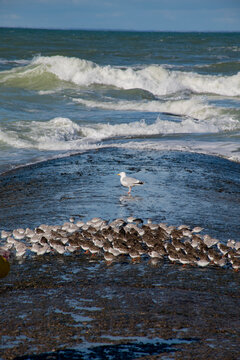 mouette 304