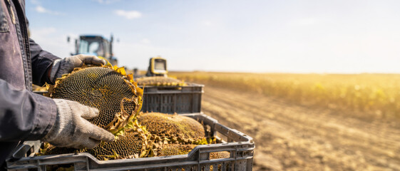 Harvesting sunflowers in a sunny field with a tractor in background © dvoevnore