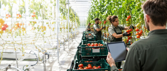 Greenhouse workers harvesting tomatoes, focus on teamwork and technology © dvoevnore