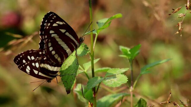 Closeup video of a mating pair of Clear sailer butterflies (Neptis nata) resting naturally on a green plant leaf during daytime in Himachal Pradesh, India, in the autumn season.