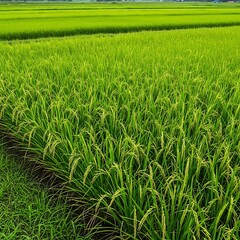 Fototapeta premium Lush Green Rice Field Under a Bright Sky.