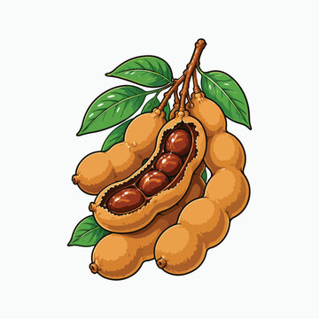 Tamarind cluster with vibrant green leaves vector illustration