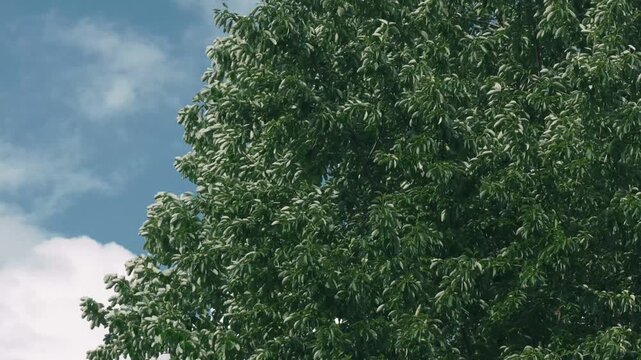 Broadleaf Trees with Fresh Green Foliage Against a Background of Cumulus Clouds
