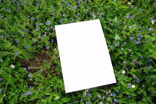 Mockup of a white A4 sheet of paper with blue Veronica chamaedrys flowers - blue blossoms in spring. Soft, diffuse focus. Poster, white blank with space for text, presentation
