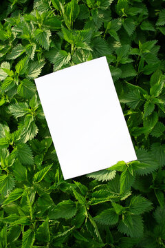 Mockup of a white A4 sheet of paper on nettle urtica dioica herbal leaf in spring. Soft, diffuse focus. Poster, white blank with space for text, presentation