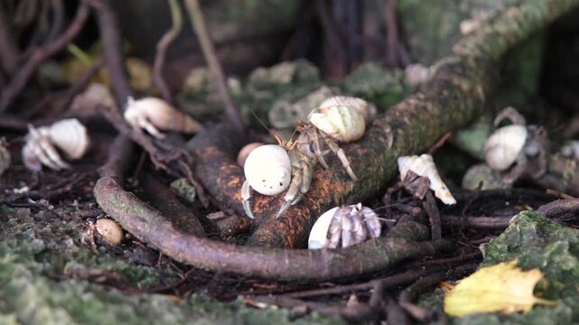 Hermit crabs in the wet cavern stones in tropical weather, slow motion