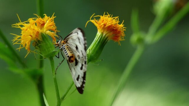 Closeup video of a marbled white moth (Nyctemera adversata) pollinating blooming Hill Gynura (Gynura cusimbua) flowers in its natural habitat during the autumn season in Himachal Pradesh, India.